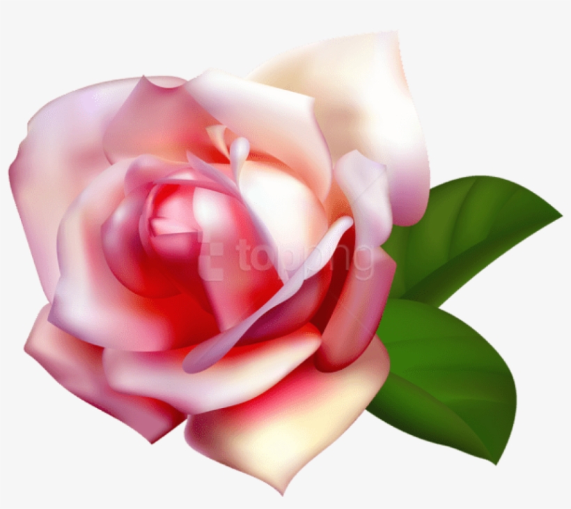 Free Png Download Beautiful Rose Png Images Background - Clipart Garden Rose, transparent png