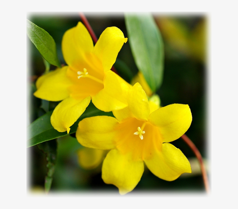 Yellow Jessamine Gelsemium Sempervirens Yellow Jasmine 638x640