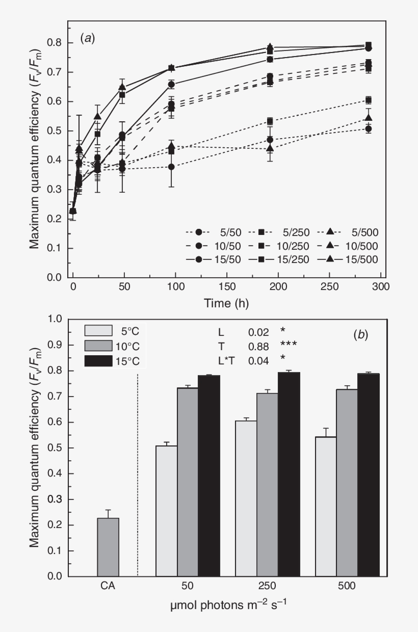 The Effect Of Temperature And Light Intensity On Chlorophyll - Light Intensity And Chlorophyll, transparent png