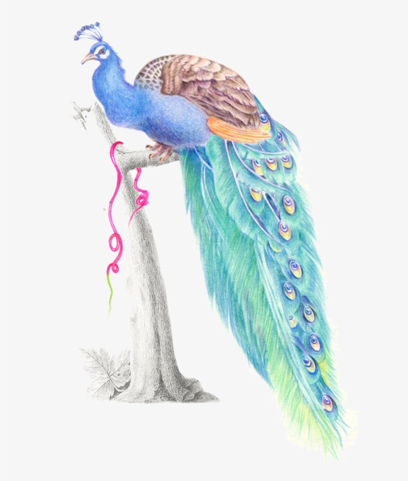 Mq Blue Birds Bird Peacock Watercolor - Peafowl, transparent png