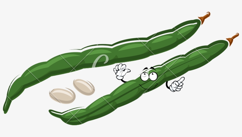 800 X 386 1 - Green Bean, transparent png