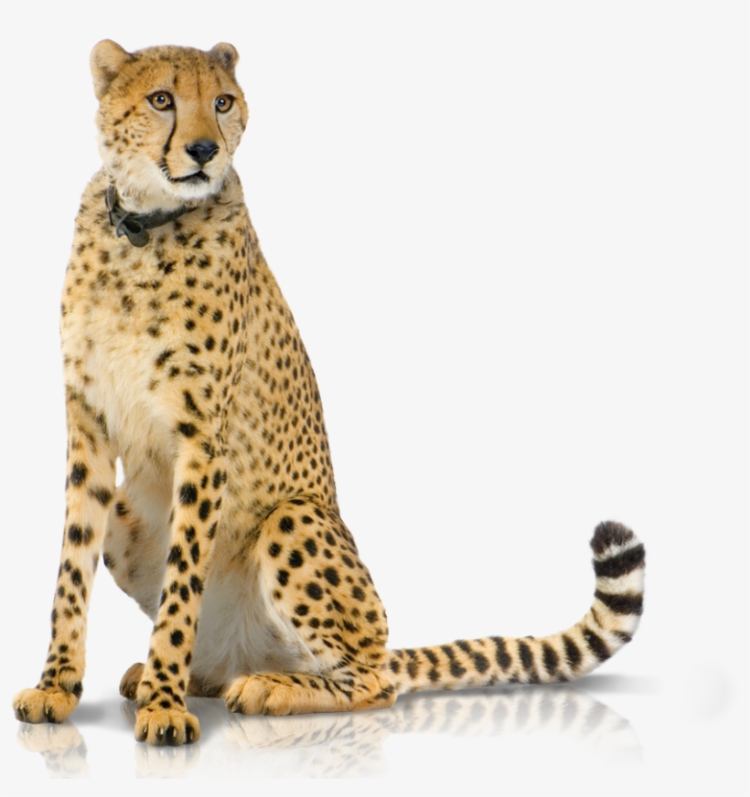 02 Produkte Panel Backup-hd - Cheetah Sitting Up Png, transparent png