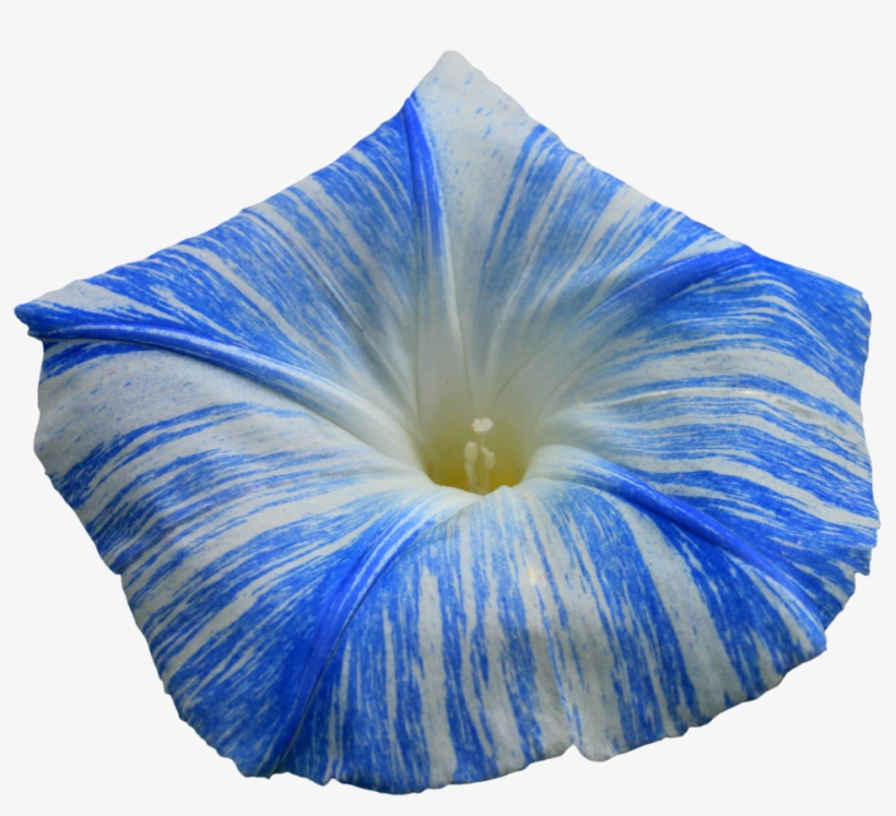 Morning Glory Png - Morning Glory Flower Png, transparent png