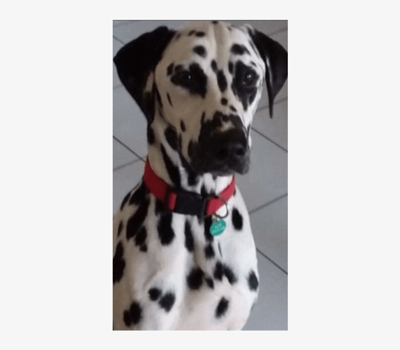 Donate To Petrescue - Dalmatian, transparent png