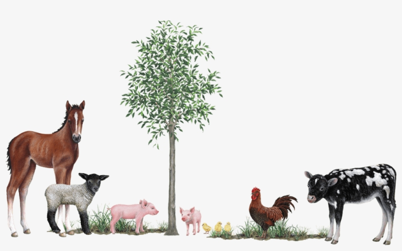 Farm Animals Collection Wall Decals Stickers - 3d Wall Stickers Farm Animals, transparent png