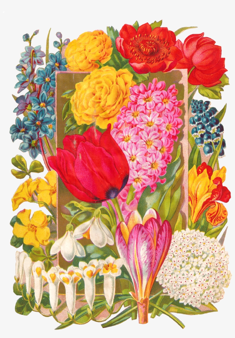 This Antique Botanical Artwork Illustration Is Of Many, - Bouquet, transparent png