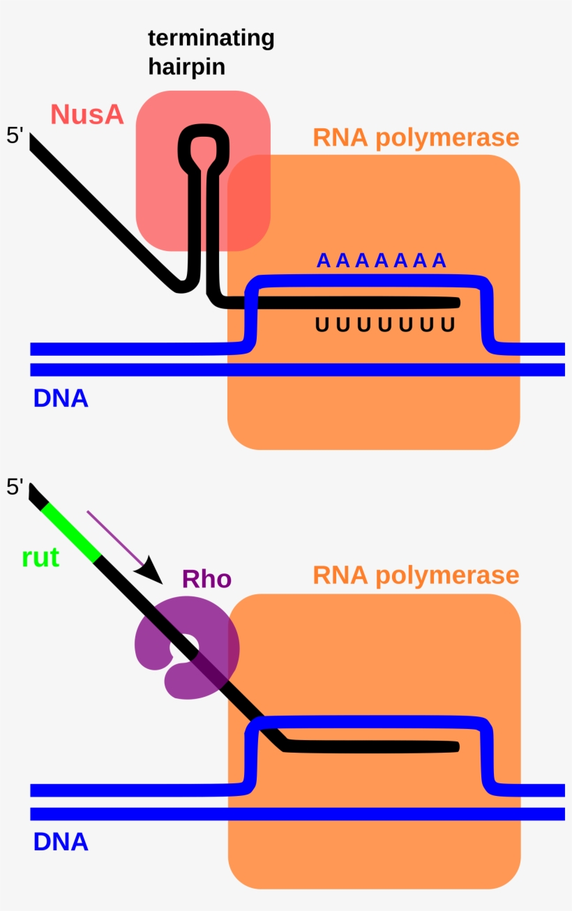Open - Transcription Termination, transparent png