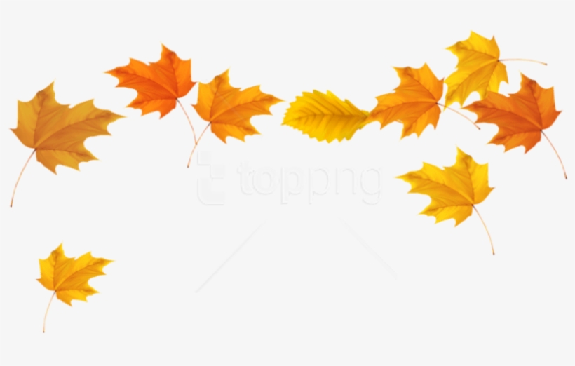 Free Png Download Fall Leaves Picture Clipart Png Photo - Fall Leaves Transparent Background, transparent png