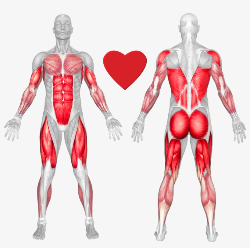 Stationary Rowing - Muscles Do Deadlifts Work, transparent png