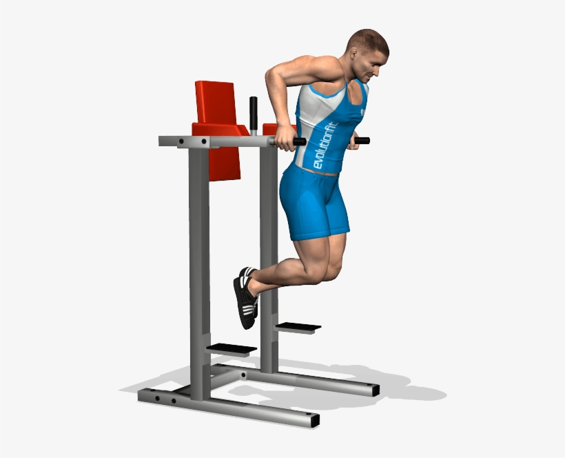 What Muscles Do Dips Workout - Deep Tricipiti, transparent png