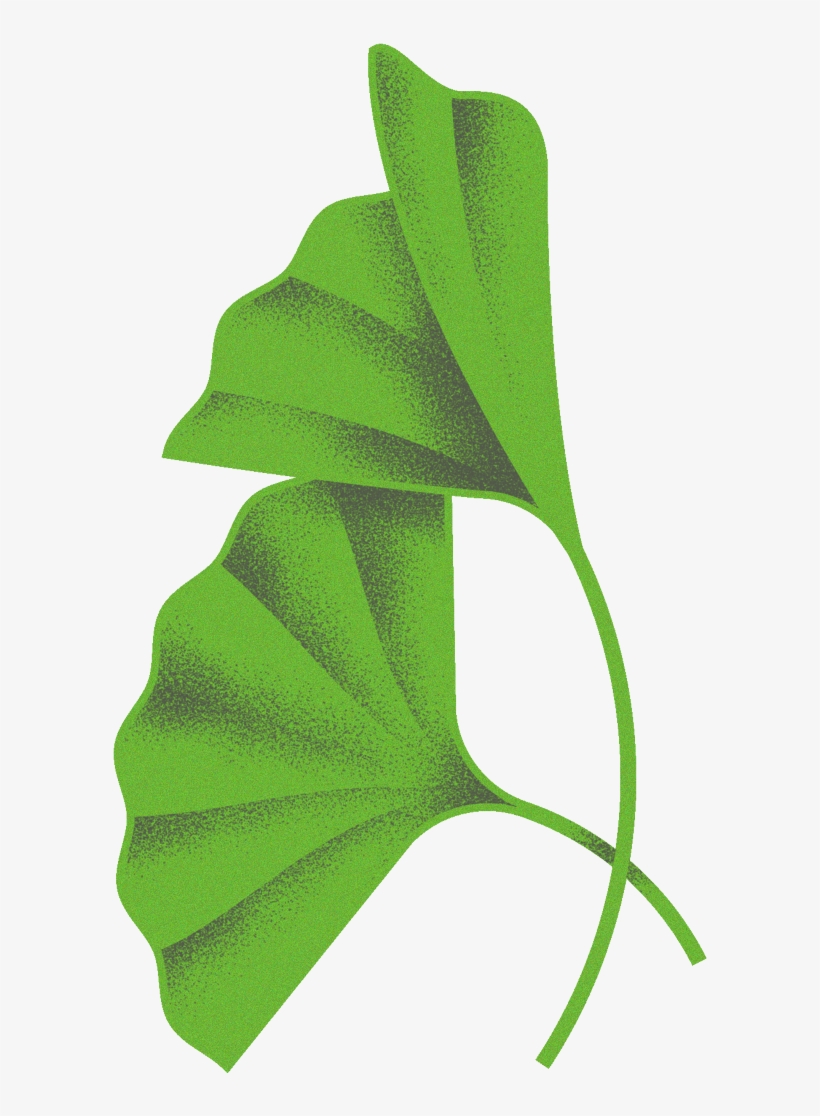 Plant Study - Index - - Maidenhair Tree, transparent png