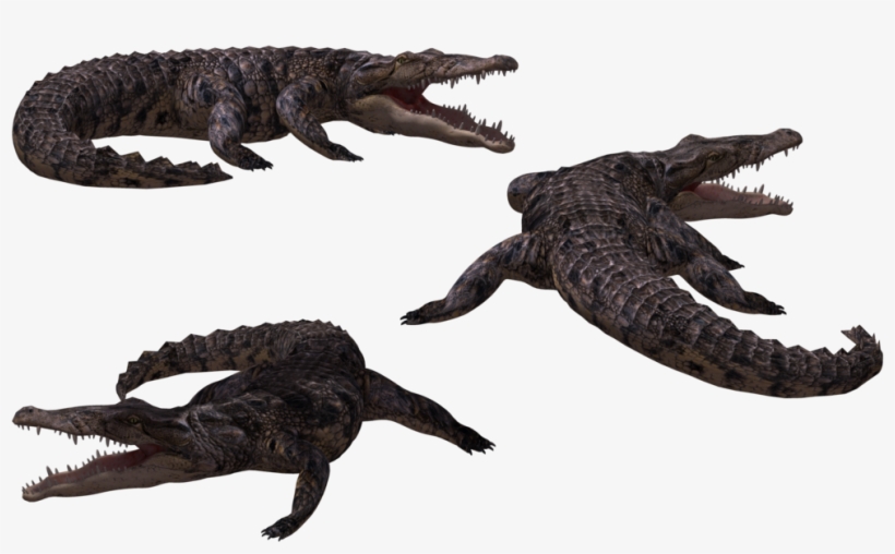 Image - Crocodile 3d Png, transparent png