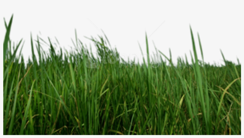 Free Png Download Grass Png Images Background Png Images - Portable Network Graphics, transparent png