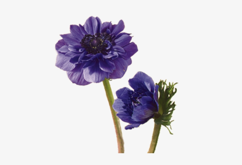 Drawn Lavender Field Flower - Flowers That Mean Fearless, transparent png