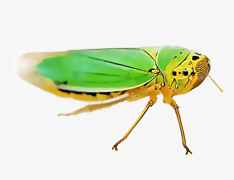 Leafhoppers Comprise A Varied Group Of Pests That Damage - Leafhopper, transparent png