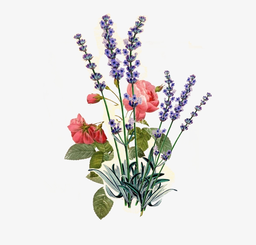 Rose And Lavendar - Vintage Lavender Seed Packets, transparent png