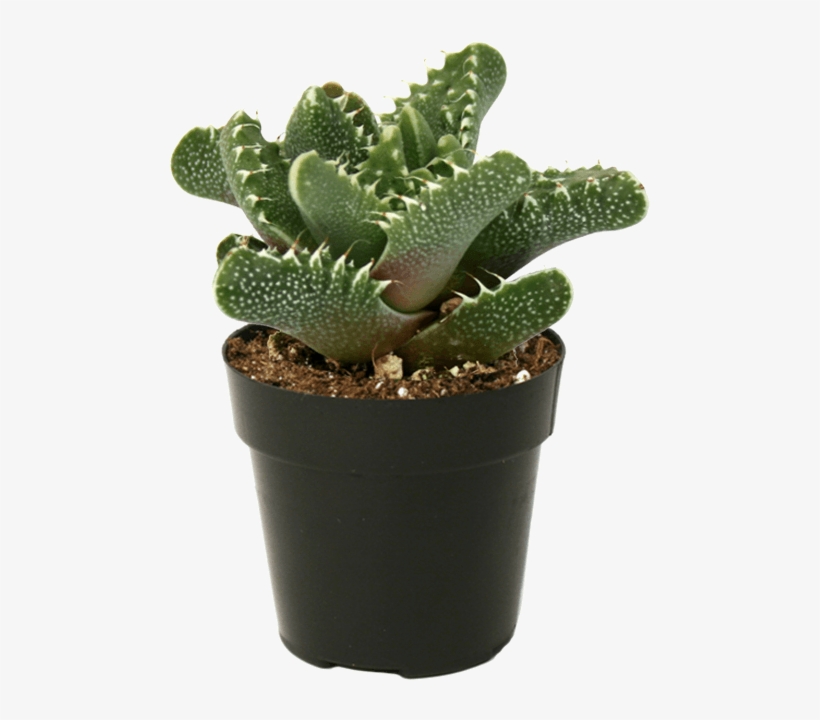 Faucaria Tiger Jaws Tigers - Tiger Jaws Plant, transparent png