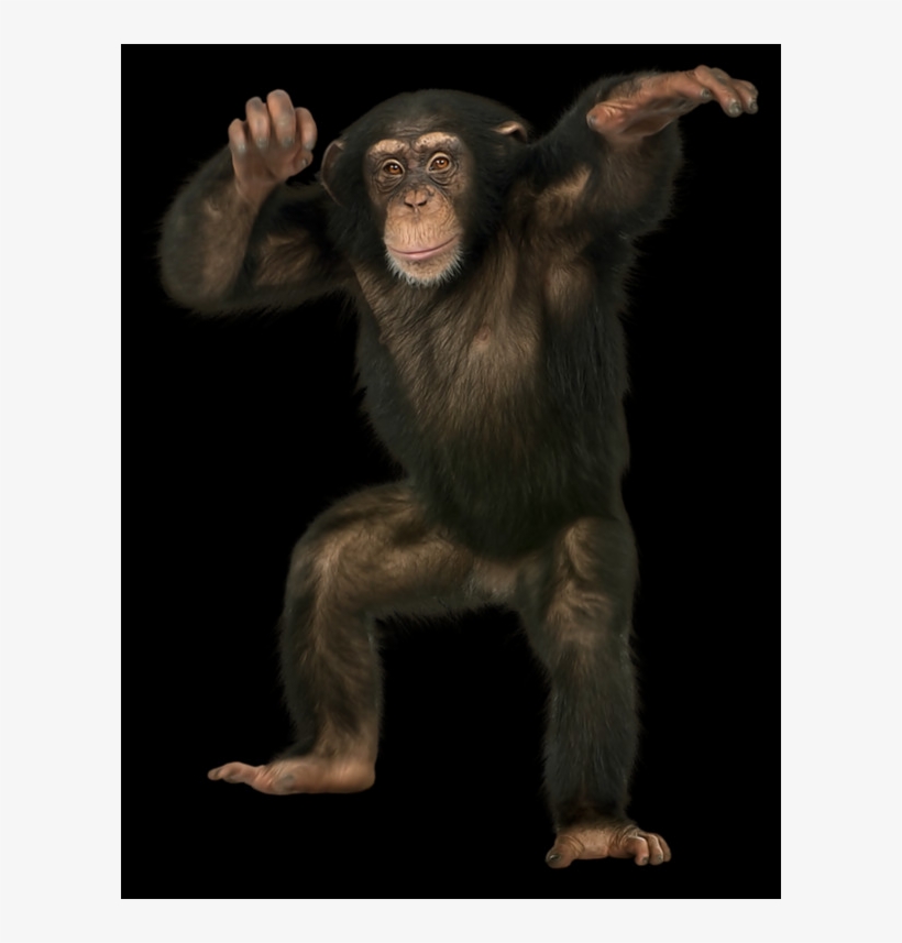 Common Chimpanzee, transparent png