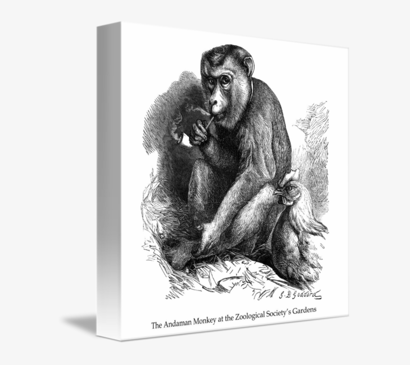 Chimpanzee Drawing First - Common Chimpanzee, transparent png