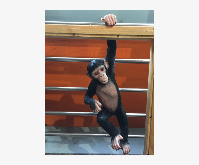 Monkeyswing - Common Chimpanzee, transparent png