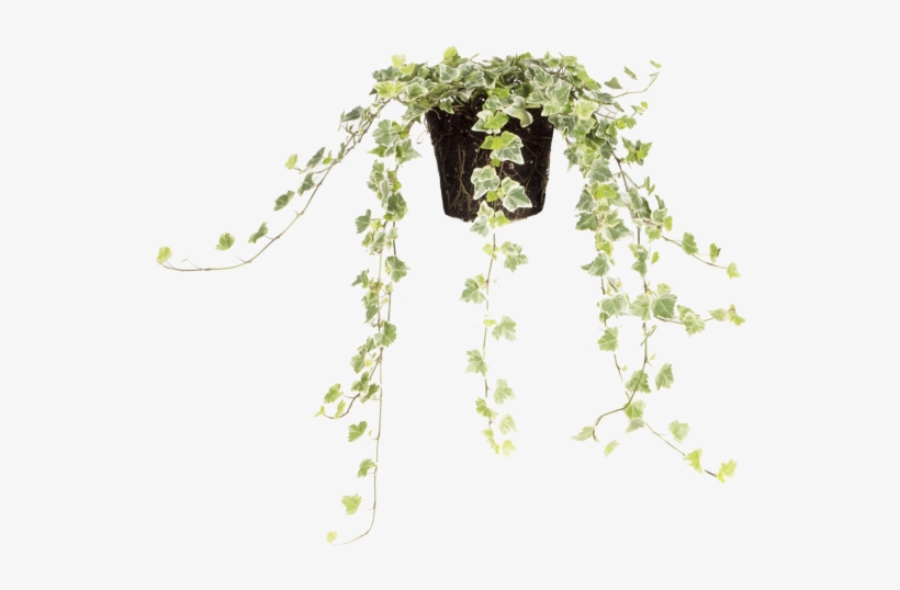 Common Ivy - Bag, transparent png