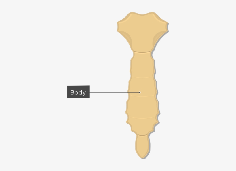 Body Or Gladiolus - Sternum Bone, transparent png
