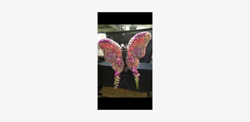 Butterfly, transparent png