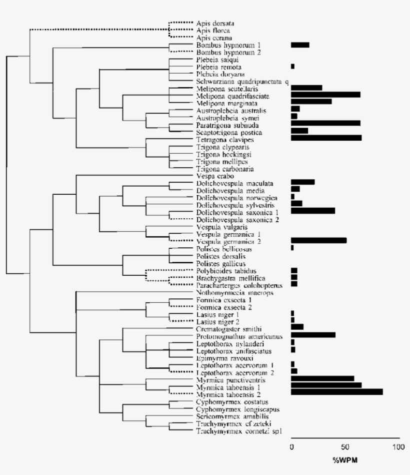Composite Phylogeny Used In Comparative Analyses Phylogeny - Number, transparent png