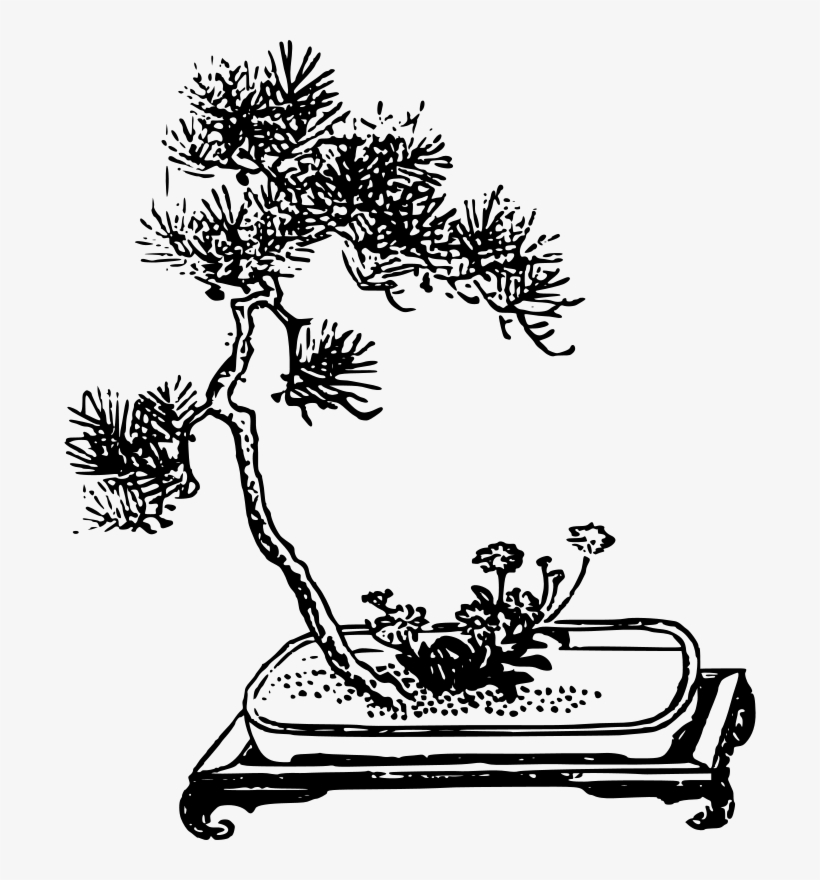 Bonsai, transparent png