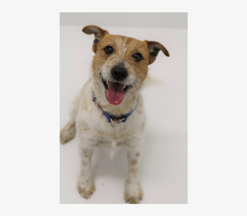 Photo Of Bonsai - Russell Terrier, transparent png