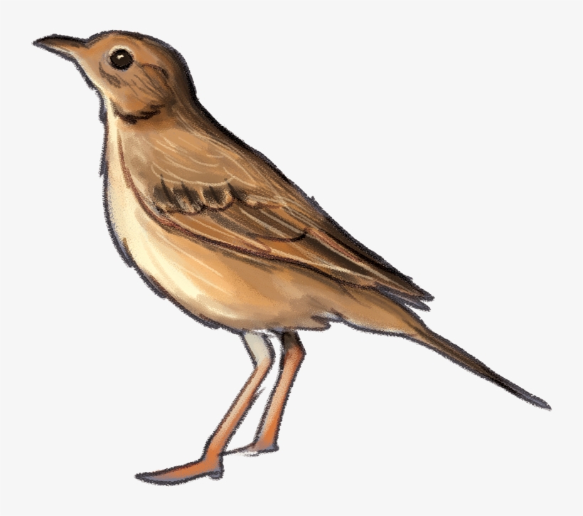 Richard'spipit, transparent png
