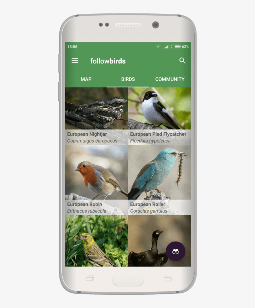 Quality Bird Information - White Breasted Nuthatch, transparent png