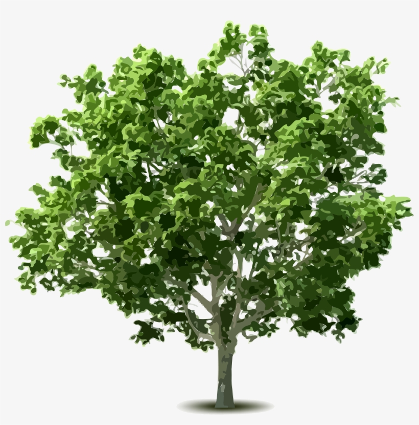 Shrub Clipart Hedge - Tree, transparent png