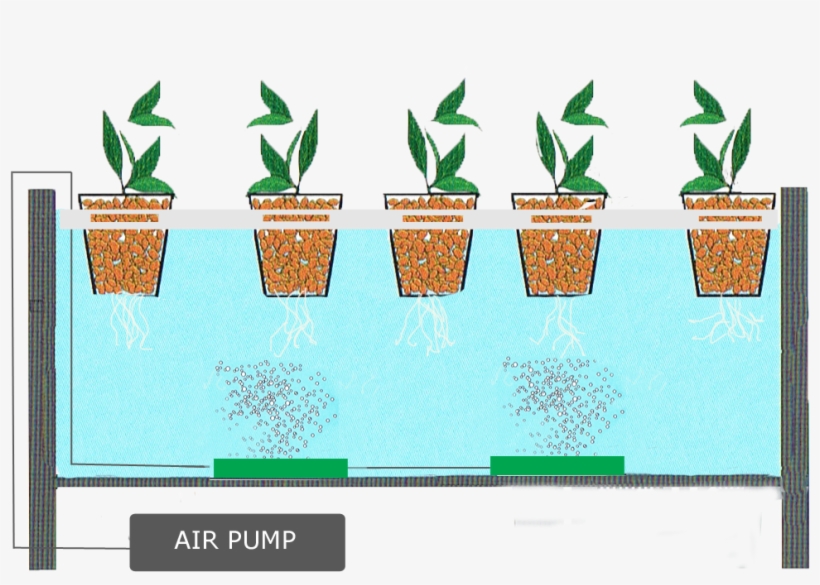 Water-culture - Hydroponics With Air Pump, transparent png