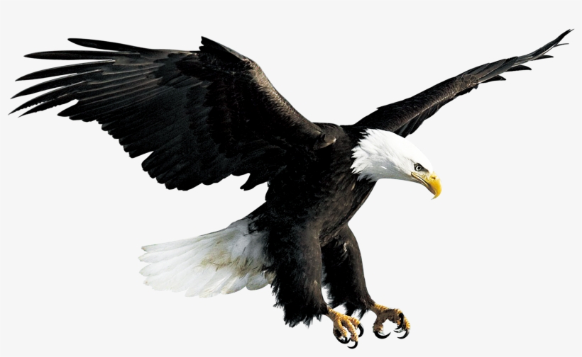 2500 X 2500 9 - Eagle Hawk Flying, transparent png