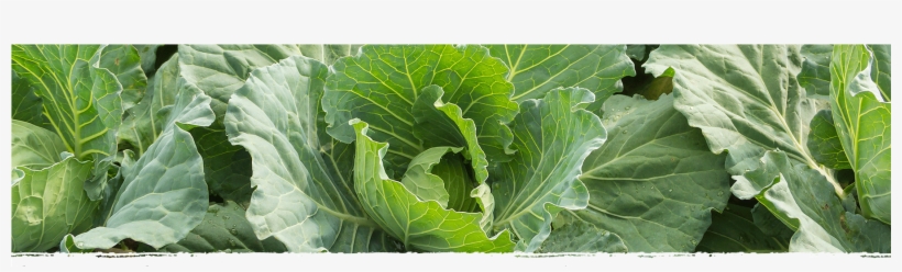 Cad Web Sauerkraut 1800×600 - Collard Greens, transparent png
