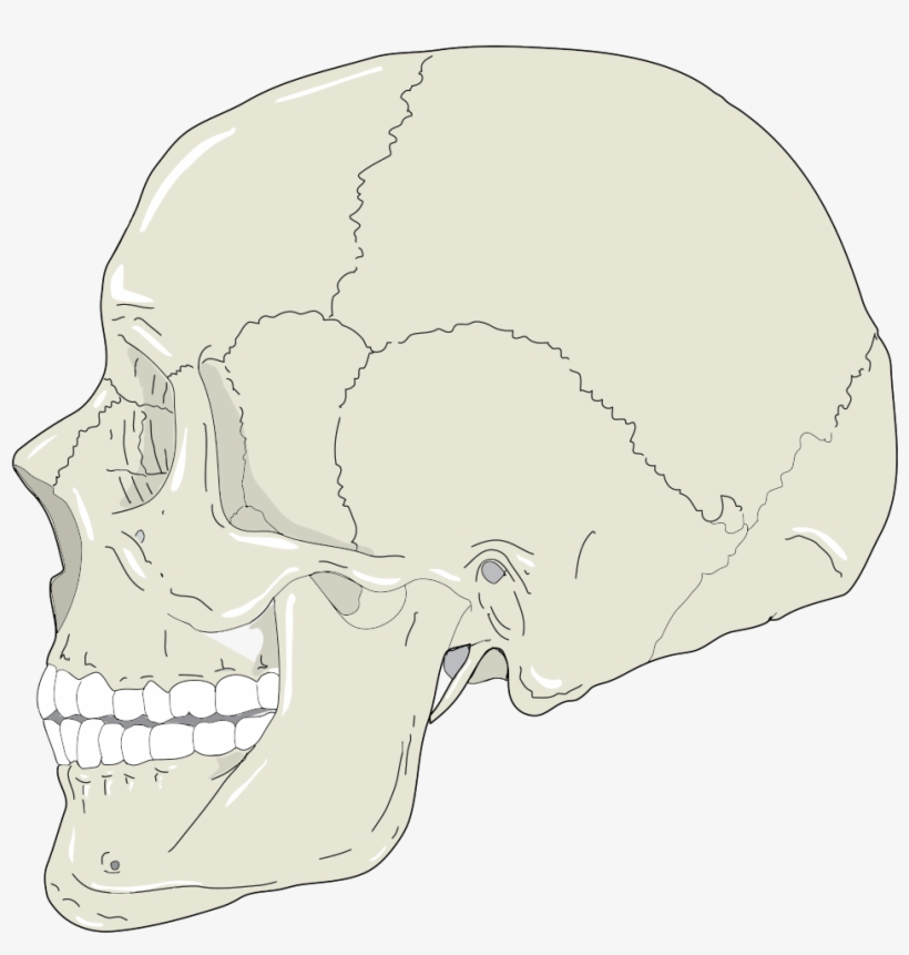 Realistic Human Skull Profile View - Skull Profile Png, transparent png
