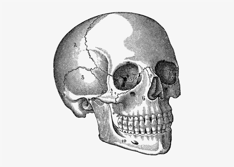 Click And Drag To Re-position The Image, If Desired - Medical Illustration Skull, transparent png