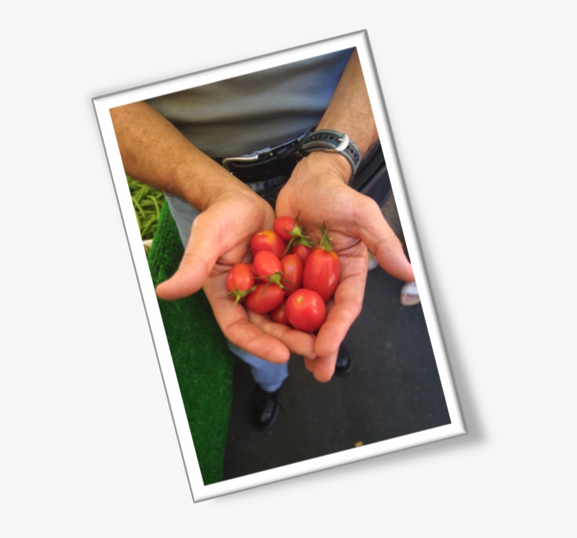 Bush Tomato, transparent png