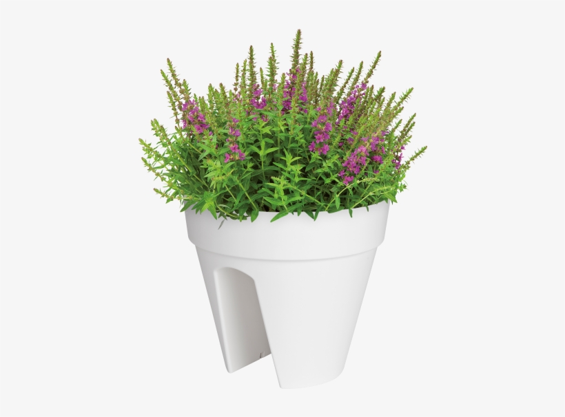 Home > Collection > Loft Urban Flower Bridge - Malaysia Indoor Plants, transparent png