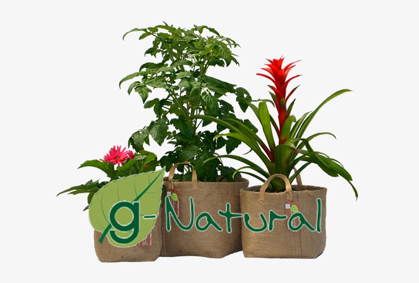 Eco Friendly Biodegradable Organic Fabric Gardening - Houseplant, transparent png