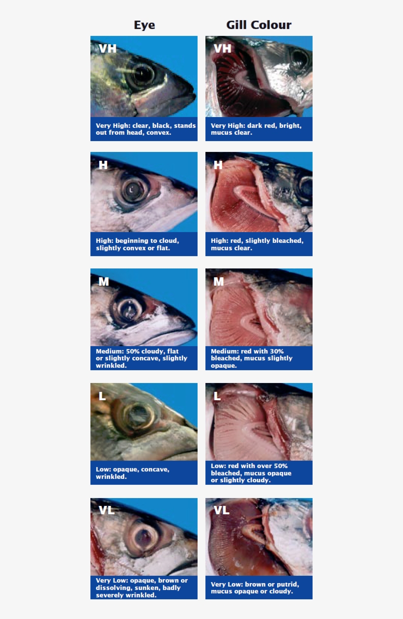 Electric Ray, transparent png