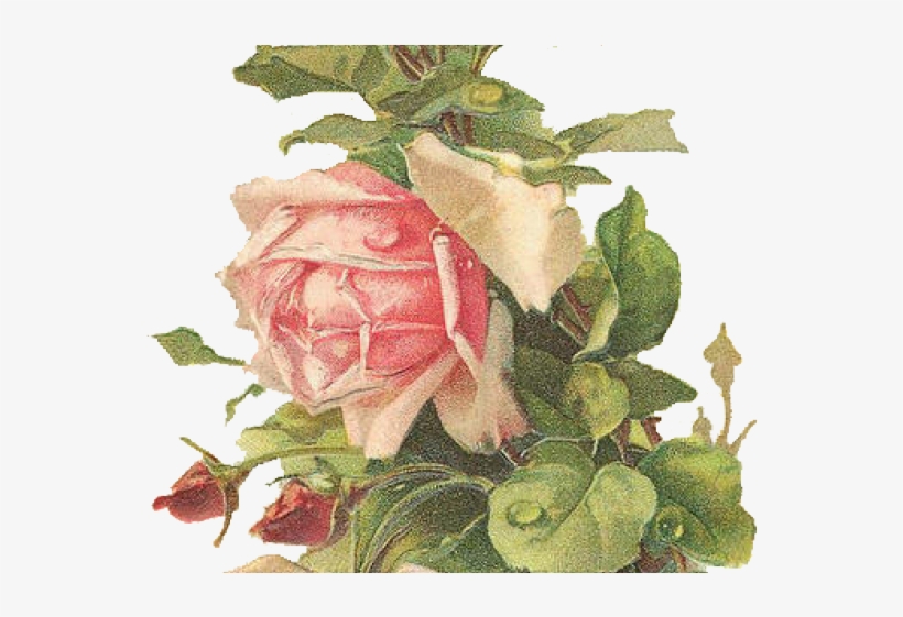 Drawn Vintage Flower Transparent - Vintage Victorian Rose Postcards, transparent png