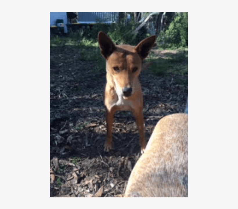 Donate To Petrescue - Aspin, transparent png