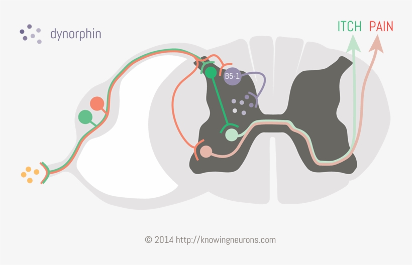 Itching To Understand Dynorphin By Knowing Neurons, transparent png
