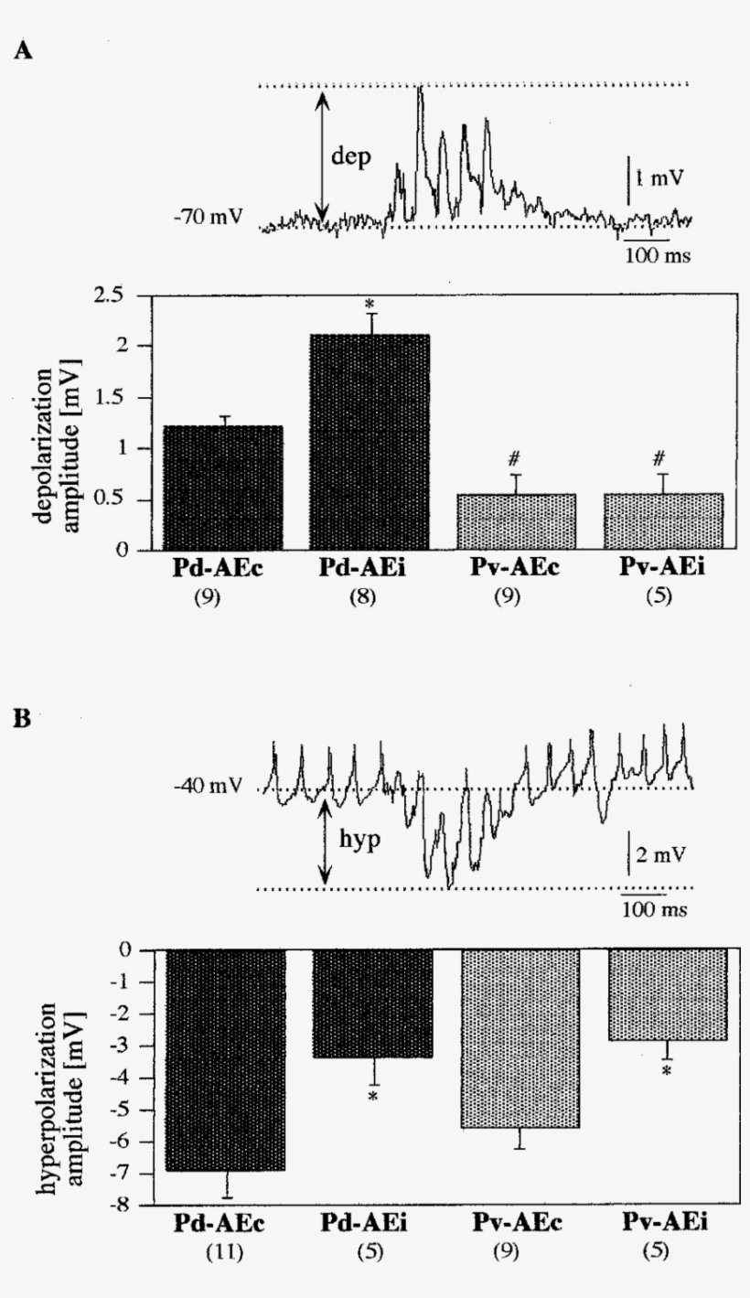 Amplitude Of The Responses Of Ae Neurons Contralateral - Diagram, transparent png