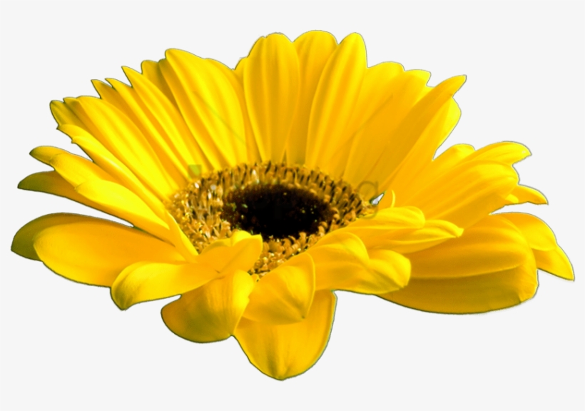 Free Png Download Yellow Flower Crown Transparent Png - African Daisy, transparent png