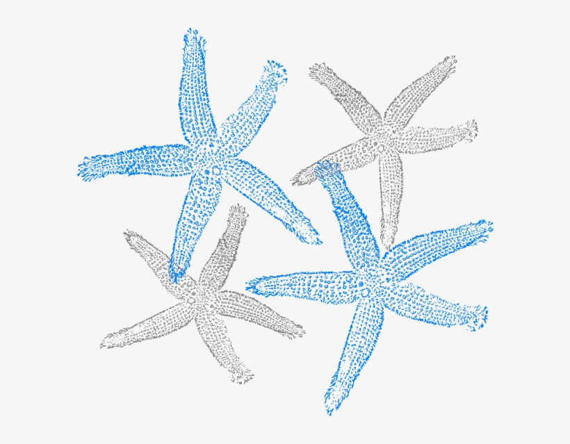 Original Png Clip Art File Starfish Prints Svg Images, transparent png