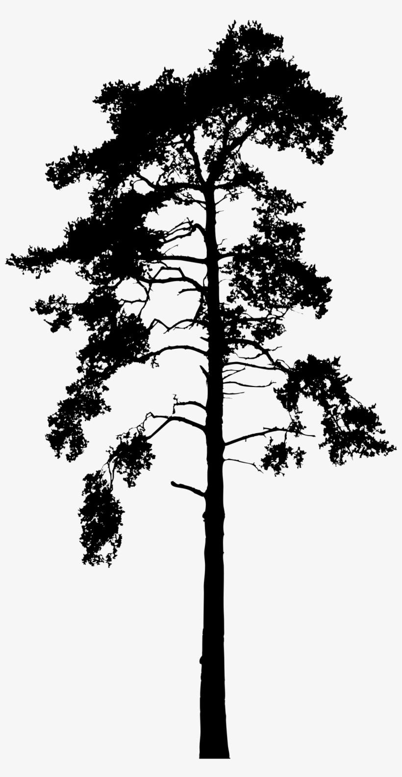 Big Image - Georgia Pine, transparent png