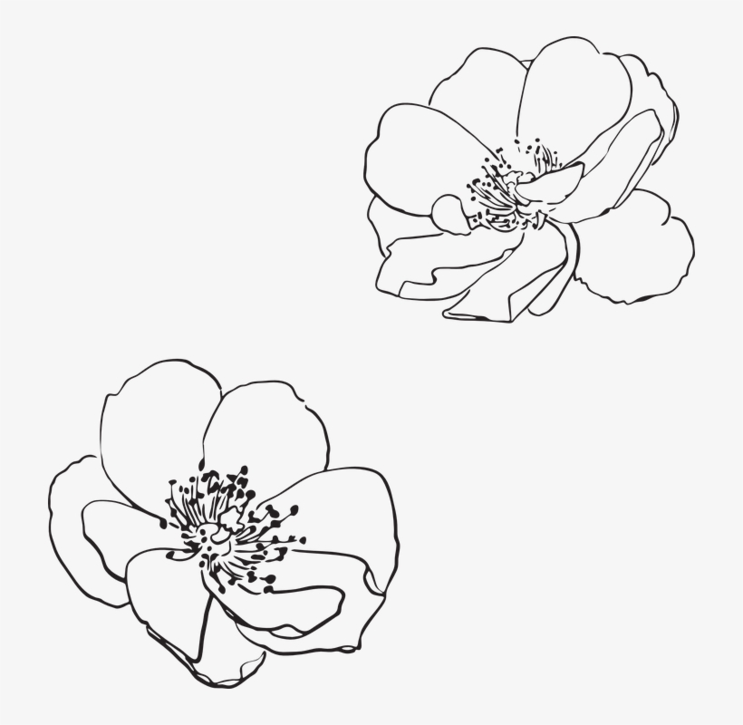 Rose, Wild, Flower, Flowers, Pictured, Vector, Spring - Apple Blossom Flower Outline, transparent png